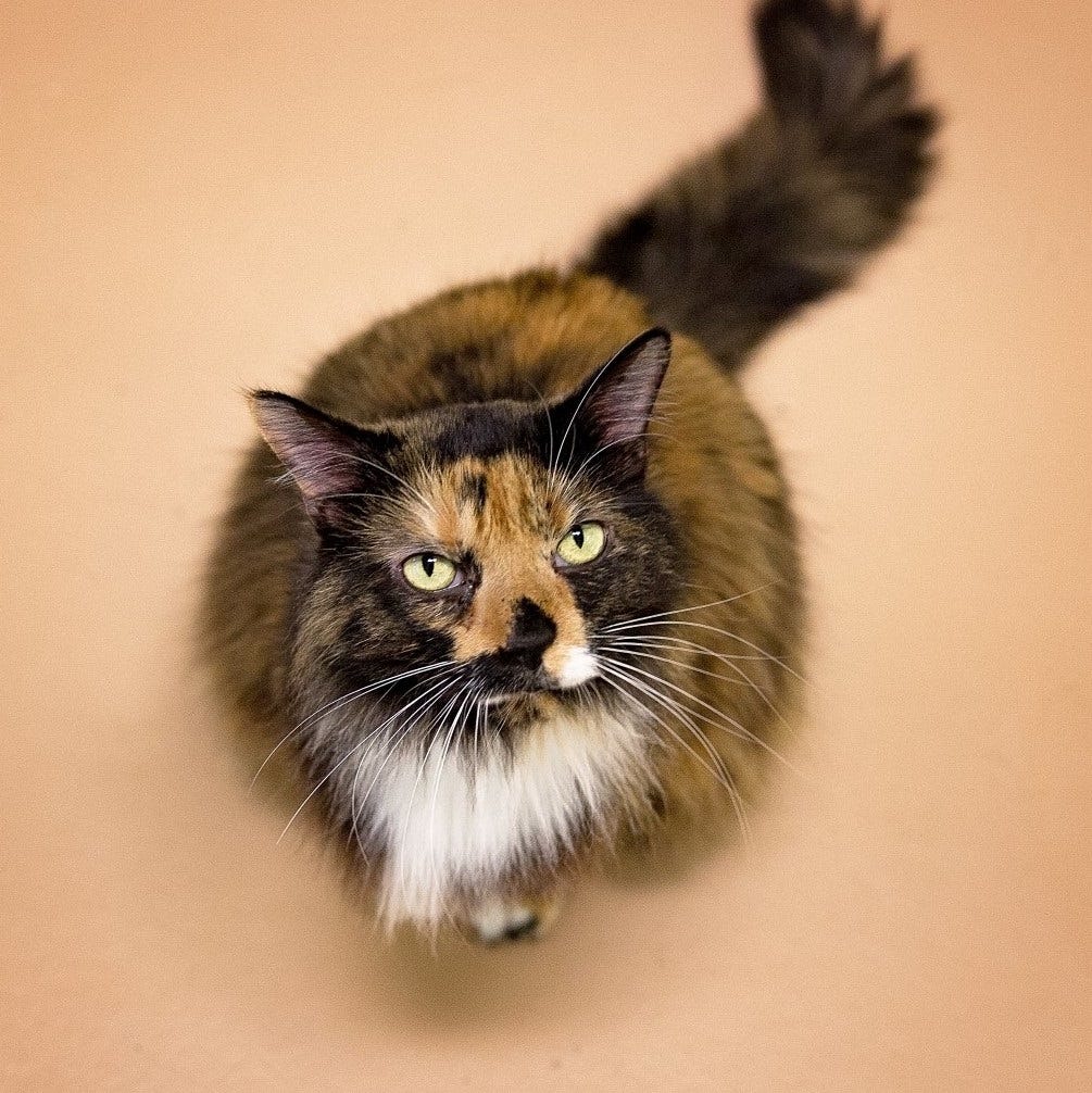 dogs and cats forever near me